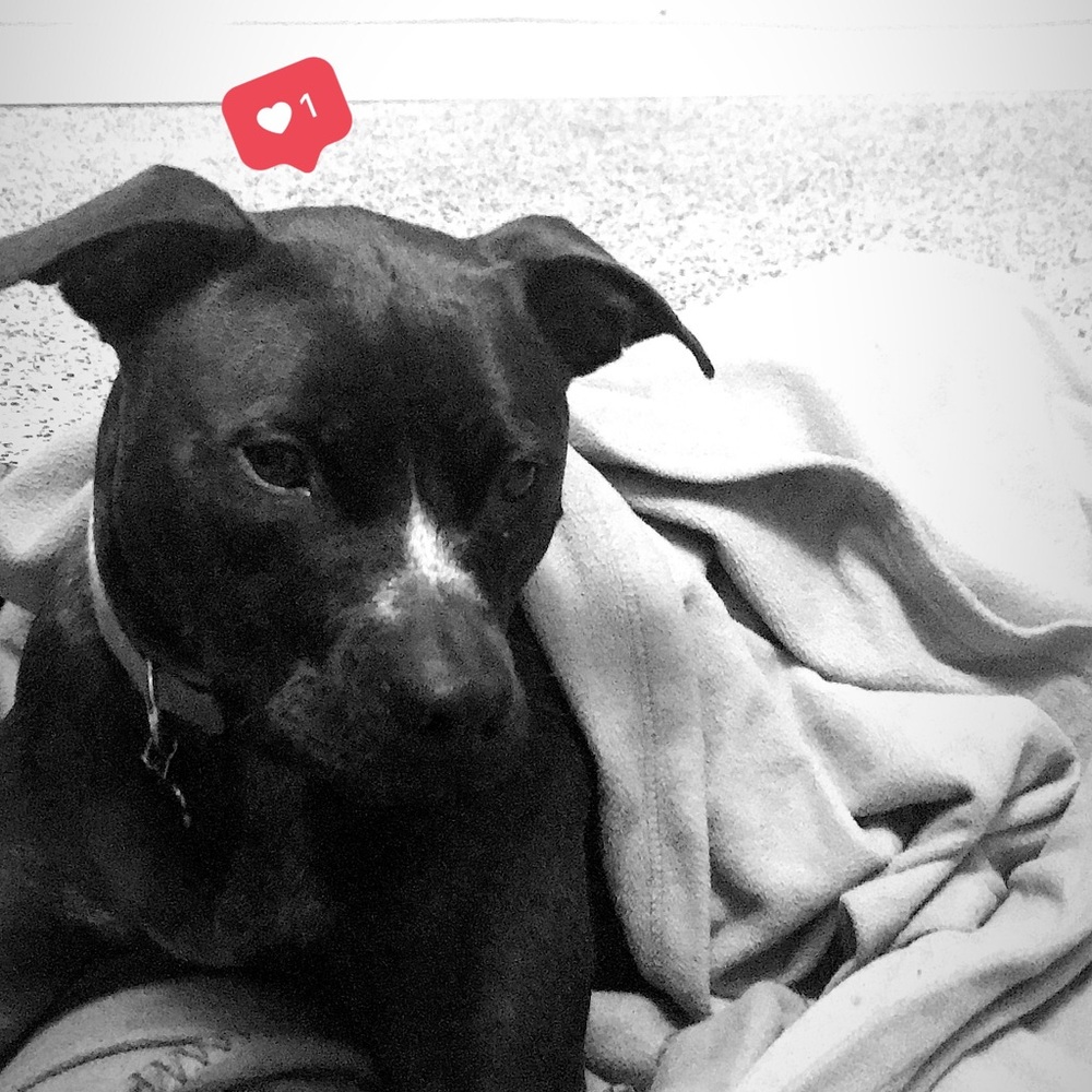 Meet your Posher, Roxy